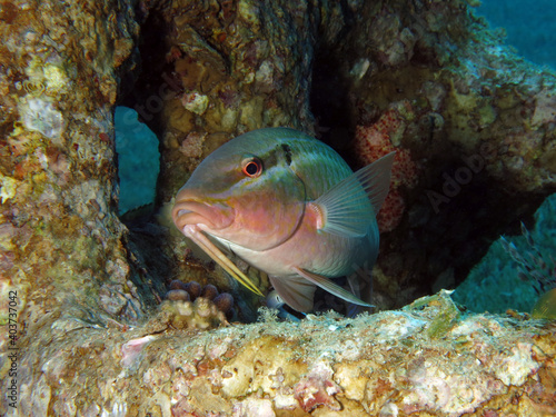 Photos Closeup of a Longbarbel goatfish Parupeneus macronemus