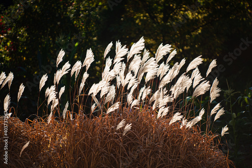 Ornamental Grass: Miscanthus sinensis 'Silver Feather'
