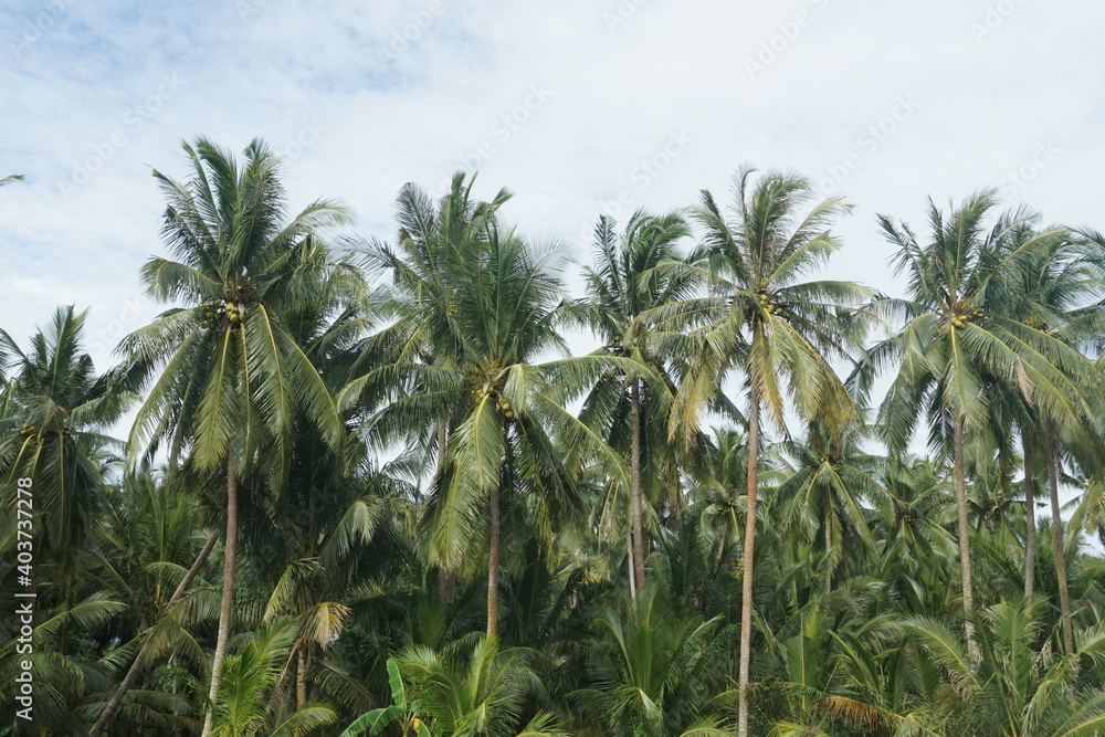 Obraz premium group of coconut palm trees