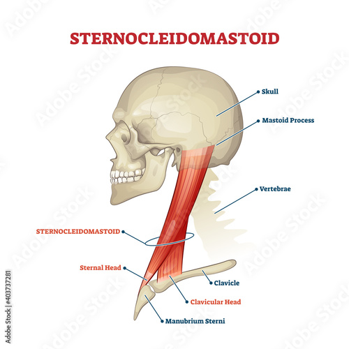 Sternocleidomastoid cervical muscle labeled educational anatomical scheme