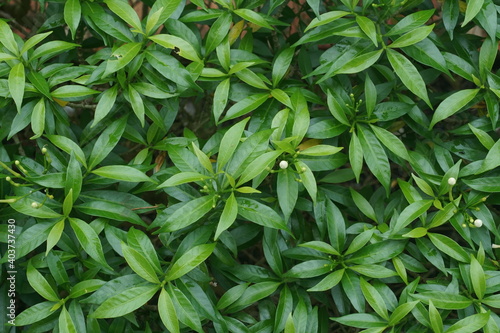 close up of greeny leaves