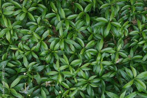 close up of greeny leaves photo