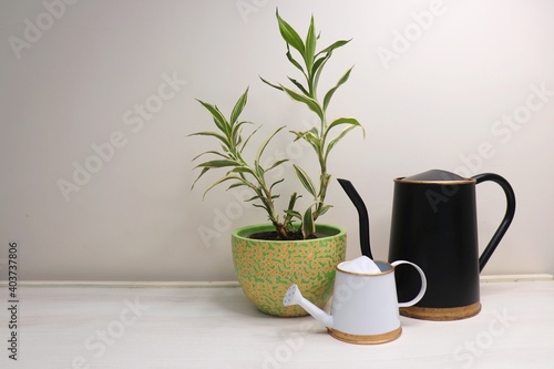Arlo Rare White Bamboo is indoor plant placed in a creative planter. With small and big garden watering can for trees. Garden background with copy space.