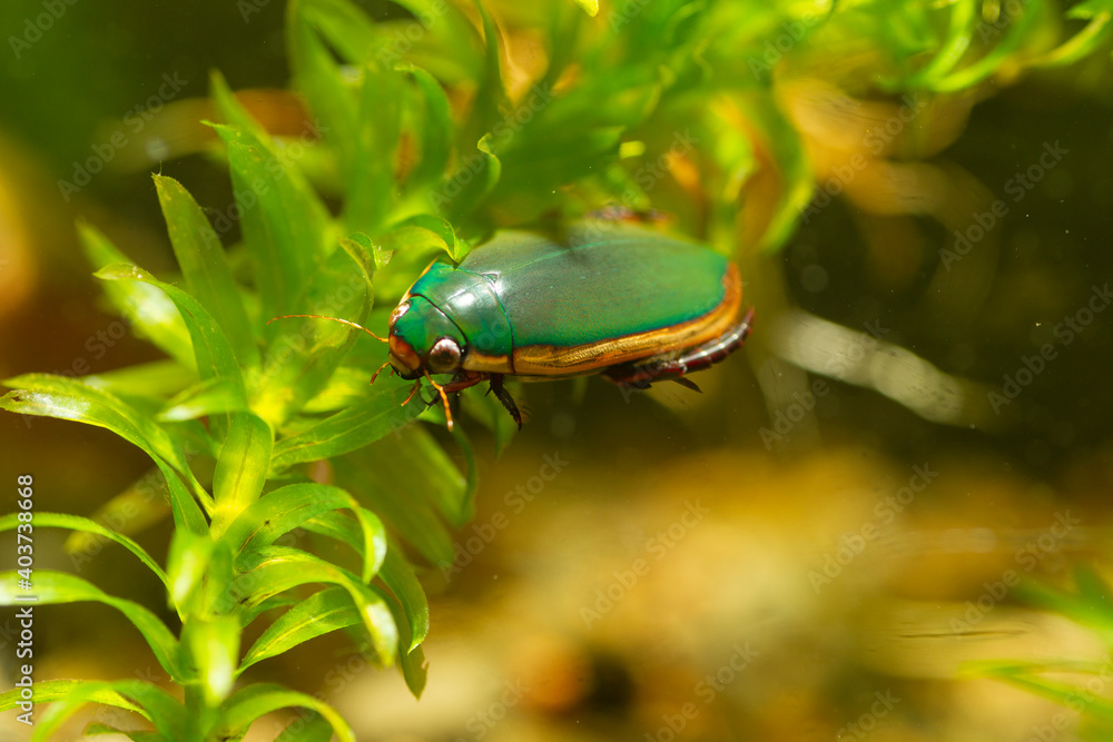 Yellow-vented Small diving beetle (Cybister lewisianus) in Japan