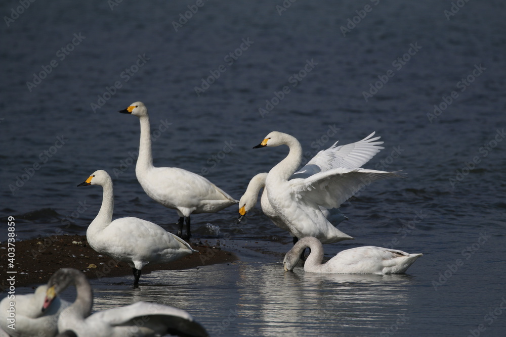 風景素材　冬の琵琶湖　白鳥の群れ