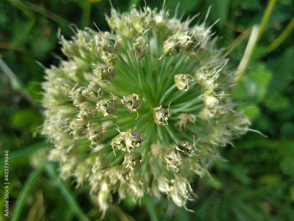 Blooming onion in the garden. Close up and top view.