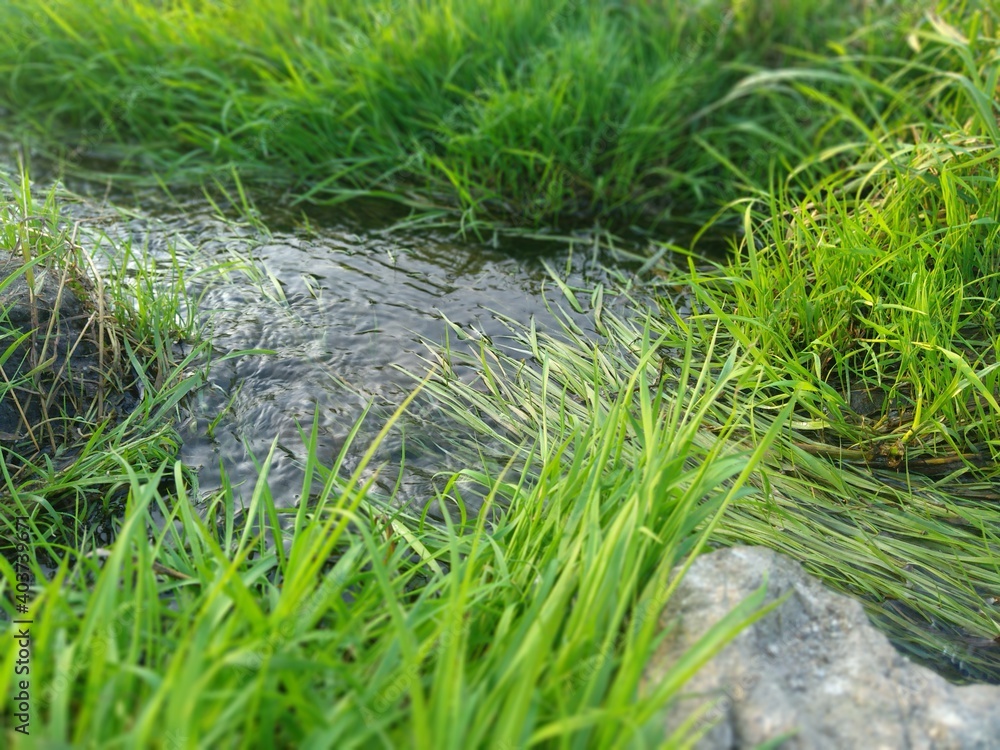 A stream flows among fresh, bright grass on a beautiful, summer day. A stream flows among fresh, bright grass on a beautiful, summer day.