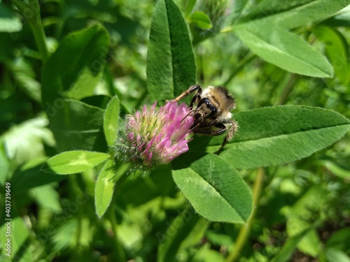 Bumblebee sitting on a clover flower.