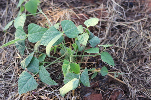 Organic vegetable planting plots. photo