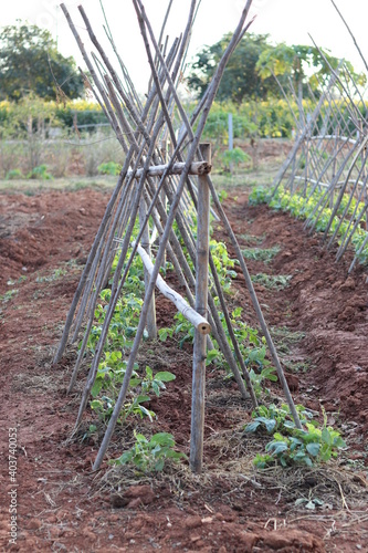 Organic vegetable planting plots. photo