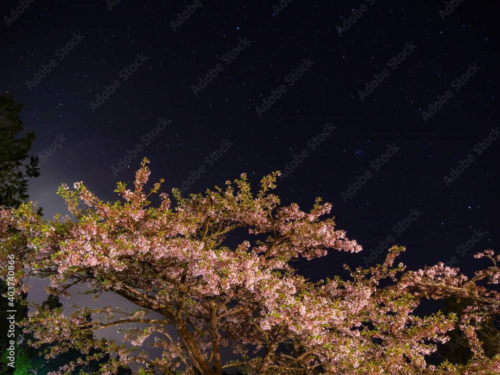 Fototapeta premium Night view of the Yoshino cherry tree blossom