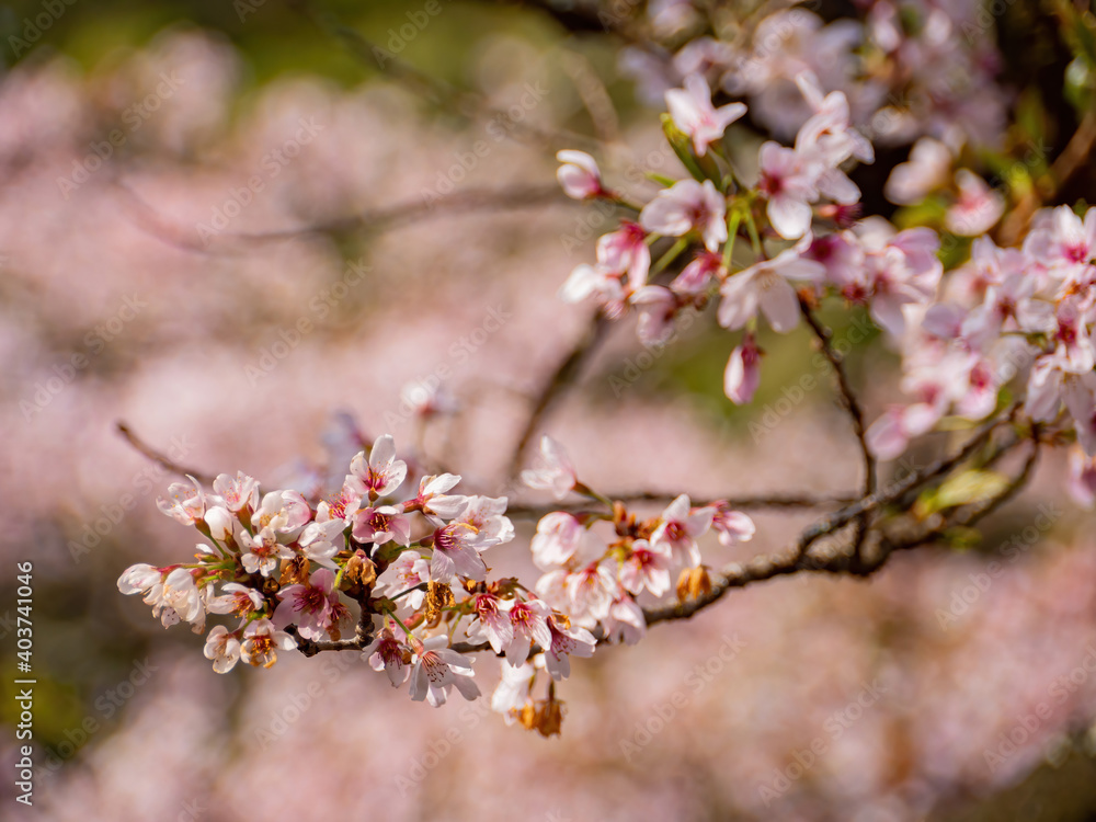 Morning view of the Yoshino cherry tree blossom Morning view of the Yoshino cherry tree blossom