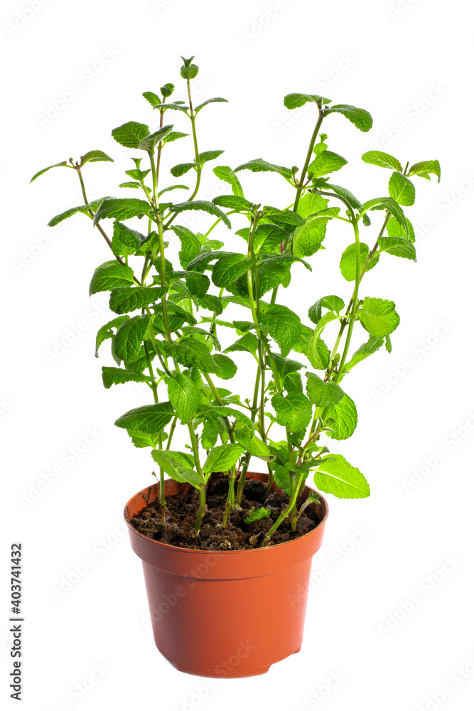 Bush of fragrant mint in a pot on a white background Bush of fragrant mint in a pot on a white background