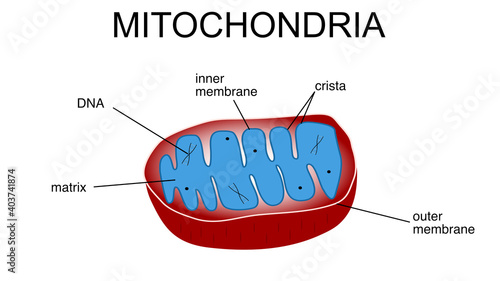 Illustration of mitochondria biological structure. photo