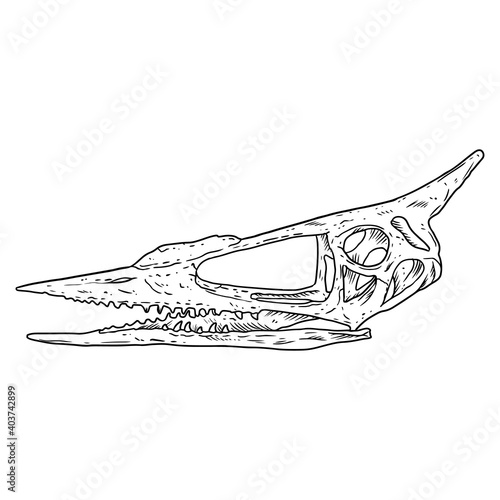 Pterodactyl bird fossilized skull hand drawn sketch image. Extinct species Pterodactylus animal skeleton bones fossil hand drawn illustration. Vector stock silhouette
