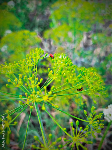 Plant umbrella with ladybug
