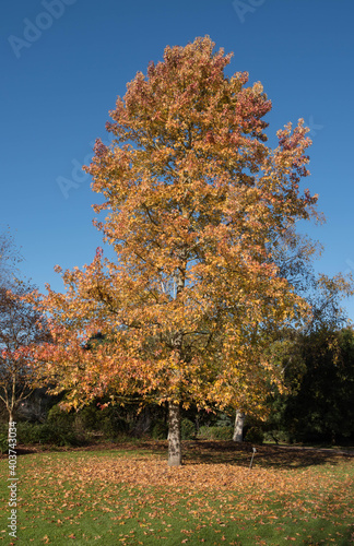 Autumn Foliage of an American Sweetgum Tree (Liquidambar styraciflua 'Variegata') Growing in a Garden in Rural Devon, England, UK photo