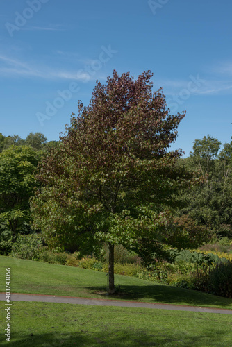 Summer Green Foliage of an American Sweetgum Tree (Liquidambar styraciflua 'Worplesdon') Growing in a Garden in Rural Devon, England, UK