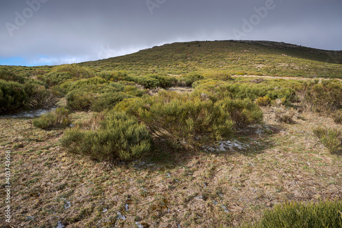 High-mountain scrublands of Cytisus oromediterraneus. Photo taken in Guadarrama Mountains, municipality of Bustarviejo, province of Madrid, Spain