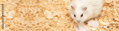 Cute little white hamster, crop: banner with space for text photo