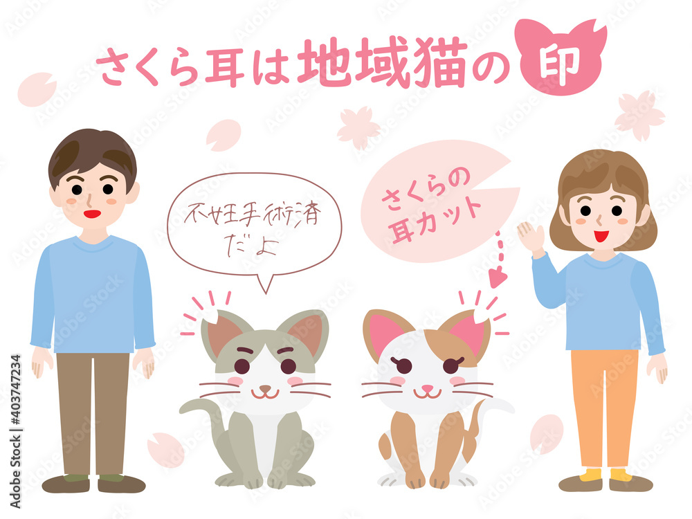 Fototapeta premium さくら耳は地域猫の印