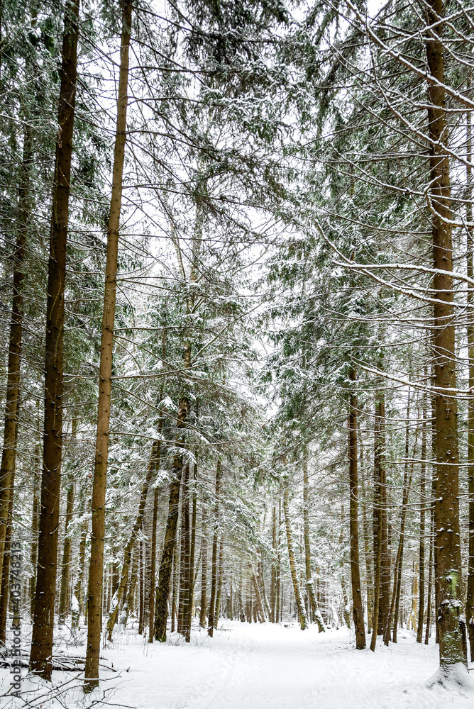 Snow covered road throung fir and birch trees in winter forest Snow covered road throung fir and birch trees in winter forest