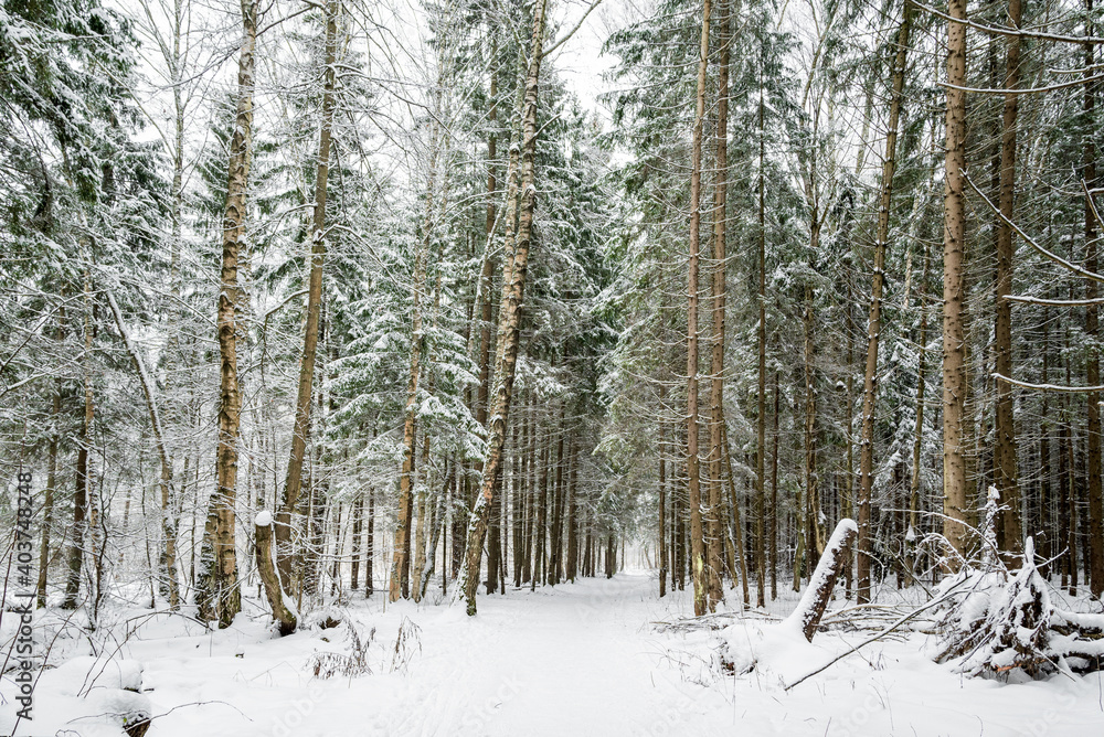 Snow covered road throung fir and birch trees in winter forest Snow covered road throung fir and birch trees in winter forest
