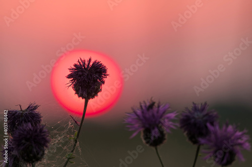 silhouette of a plant against the setting red sun in red © metelevan