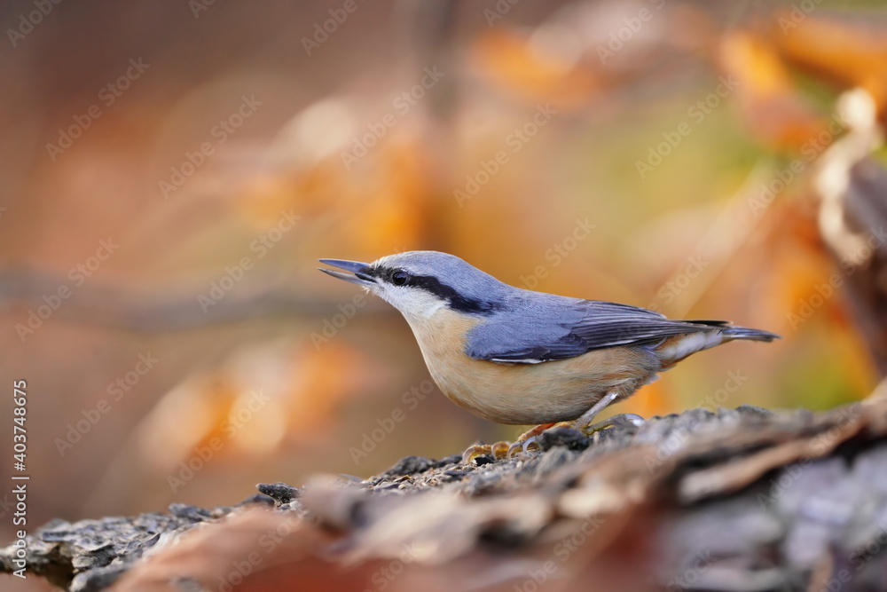 Naklejka premium Eurasian nuthatch (Sitta europaea) sits on the ground. nuthatch in the nature habitat. Wildlife scene from fall forest.