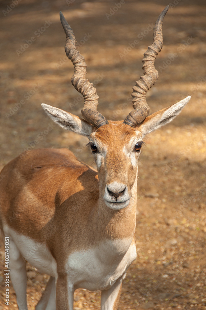 Naklejka premium Beautiful Indian Antelope portrait