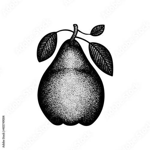 Pear hand drawn vintage style vector illustration. Engraving, retro style drawing pear with leaves. Dotted pear graphic. Part of set.