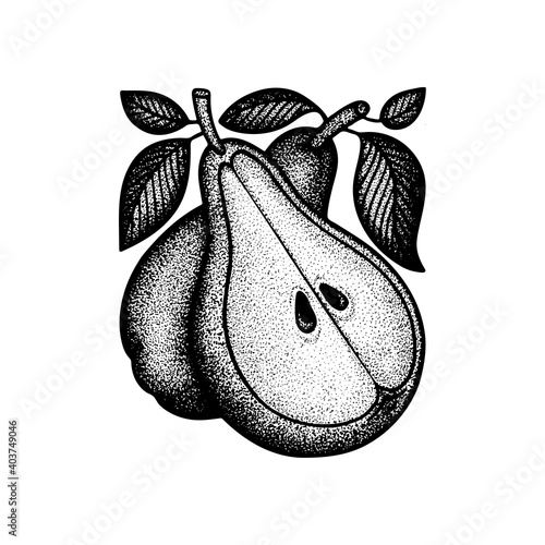 Pears hand drawn vintage style vector illustration. Engraving, retro style drawing pears with leaves. Dotted pears graphic. Part of set.