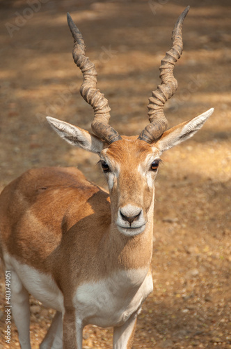 Beautiful Indian Antelope portrait