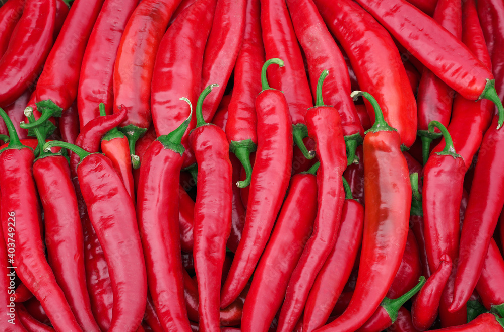 harvest of red hot chili peppers. background or texture.