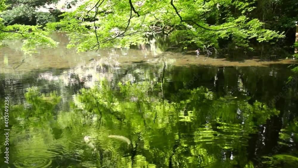 湧き水が流れる池で泳ぐ錦鯉 阿蘇の的石御茶屋跡 湧き水が流れる池で泳ぐ錦鯉 阿蘇の的石御茶屋跡