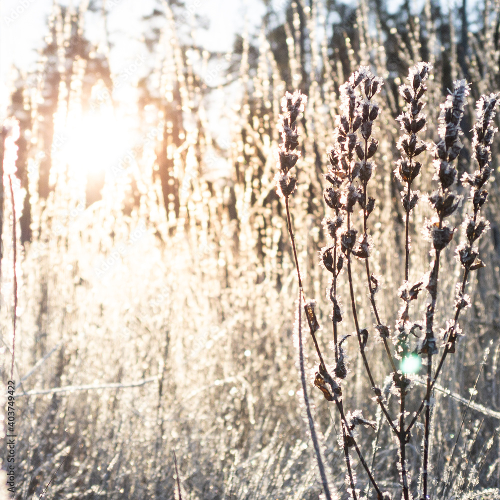 Obraz premium Winter morning landscape with frosty grass at the sunset. The sun's rays break through the frosty grass