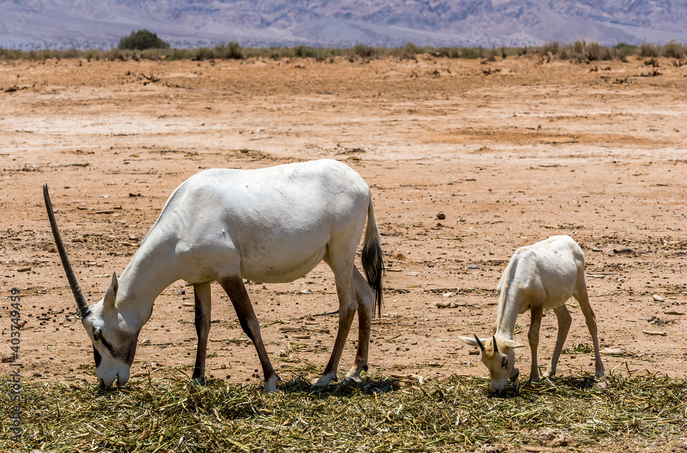 Adult and young antelope Arabian white oryx (Oryx dammah) inhabits native environments of Sahara desert, recently introduced into nature reserves of the Middle East Adult and young antelope Arabian white oryx (Oryx dammah) inhabits native environments of Sahara desert, recently introduced into nature reserves of the Middle East