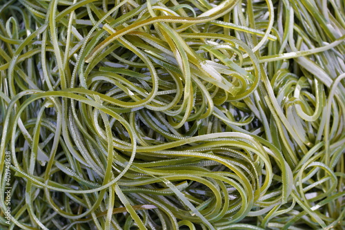 Close up fresh seaweed seafood on the market stall.