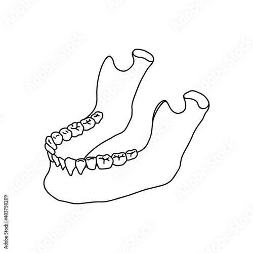 Lower human jaw with teeth. Outline, anatomical, hand drawn illustration on white background. Vector Stock.