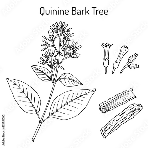 Quinine Bark Tree Cinchona officinalis , medicinal plant photo