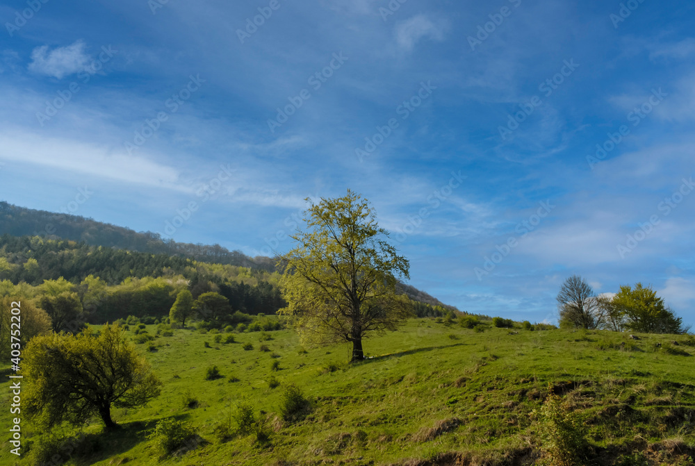 Large tree on a mountain slope