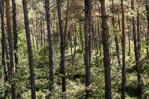 vista degli alberi all interno del bosco
