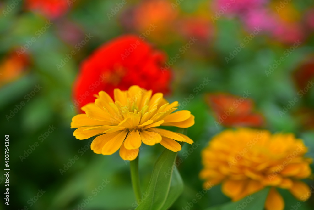 Colorful flowers in nature.flowers in the garden.Flower Blooming in the Suan Luang Rama IX Colorful flowers in nature.flowers in the garden.Flower Blooming in the Suan Luang Rama IX