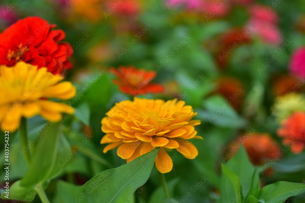 Colorful flowers in nature.flowers in the garden.Flower Blooming in the Suan Luang Rama IX Colorful flowers in nature.flowers in the garden.Flower Blooming in the Suan Luang Rama IX