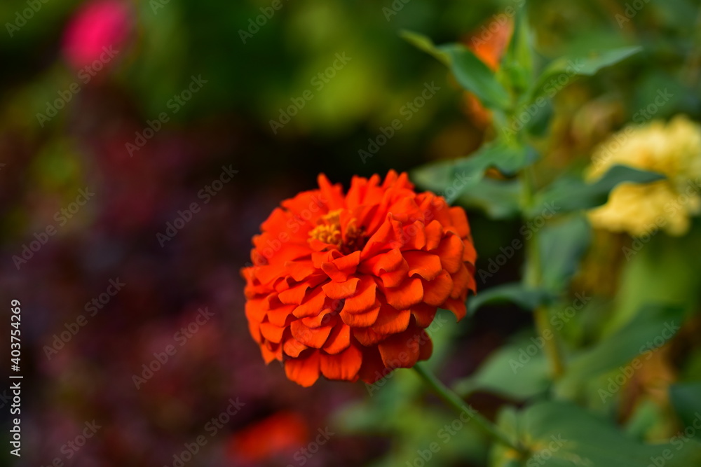 Colorful flowers in nature.flowers in the garden.Flower Blooming in the Suan Luang Rama IX Colorful flowers in nature.flowers in the garden.Flower Blooming in the Suan Luang Rama IX