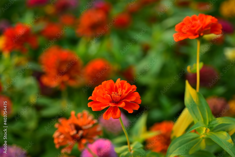 Colorful flowers in nature.flowers in the garden.Flower Blooming in the Suan Luang Rama IX