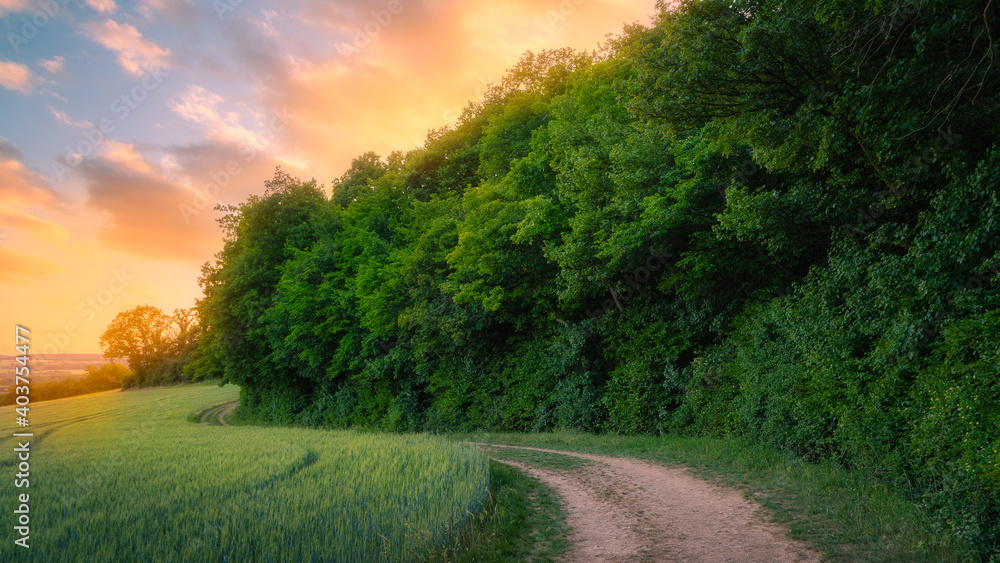 Fototapeta premium Feldweg am Waldrand zum Sonnenuntergang im Sommer
