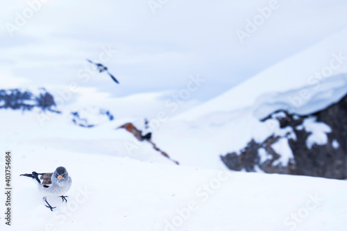 White-winged Snowfinch, Montifringilla nivalis nivalis