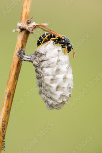 Polistes nimpha photo