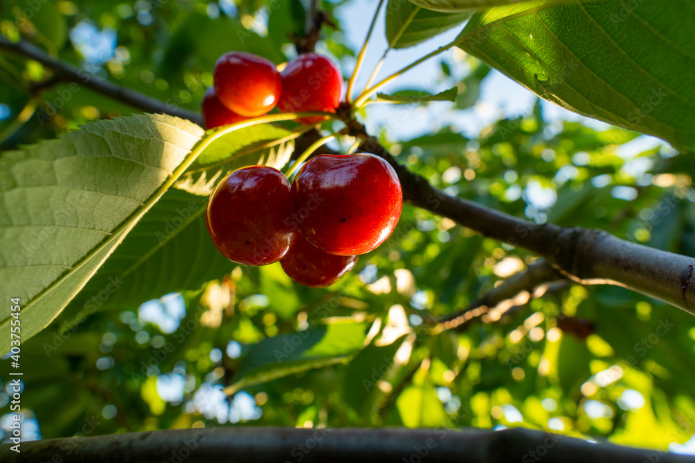 Summer. Sunny day. Orchard. A branch with ripe red cherries hangs on a tree. Close-up